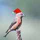 Red crossbill in a Santa hat